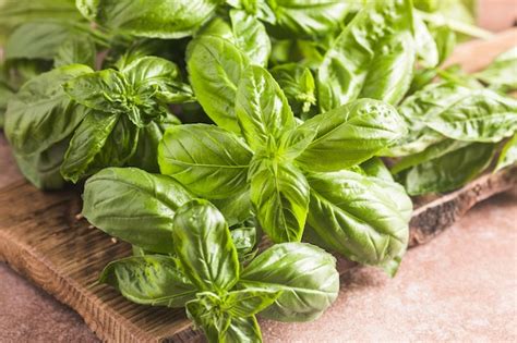 Feuilles de basilic frais