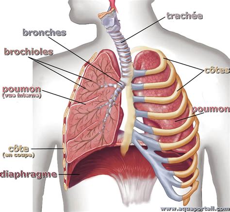 Anatomie du thorax humain