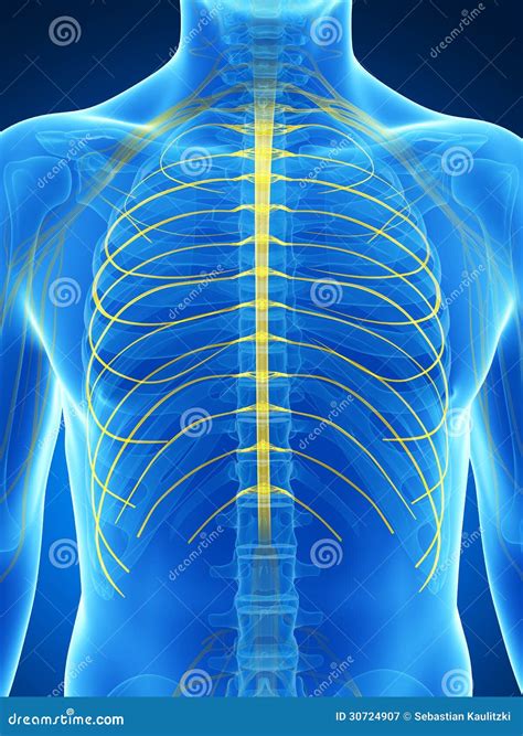 Diagramme illustrant les nerfs intercostaux