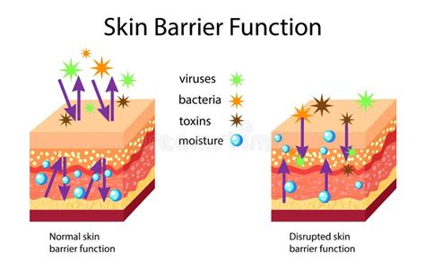 Diagramme expliquant la fonction barrière de la peau et comment les irritations l'affectent