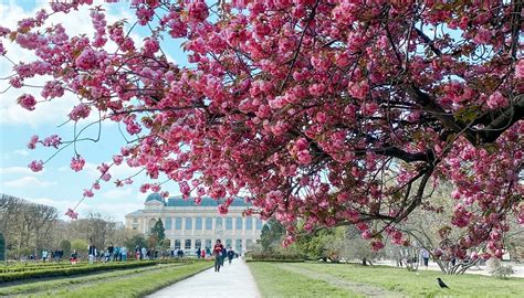 Champ de cerisiers en fleurs