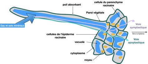 Schéma expliquant l'utilisation du papier absorbant et d'un petit verre pour tenir un œuf à la coque
