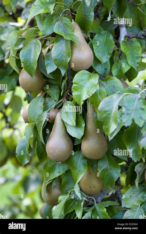 Poires fraîches sur un arbre