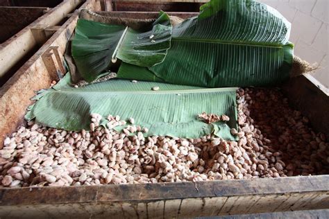 Photo de bacs de fermentation remplis de fèves de cacao et de feuilles de bananier