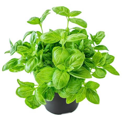 Feuilles de basilic ciselées dans un bol