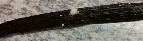 Gousse de vanille moisie avec des taches cotonneuses