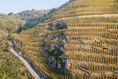 panorama des coteaux de Côte-Rôtie