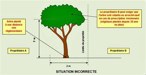 distance entre arbres et porte-greffe