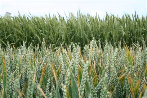 Variétés anciennes de blé