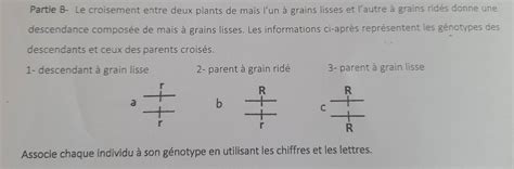 Infographie: comparatif grains lisses et ridés