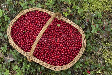 Airelles fraîches dans un panier