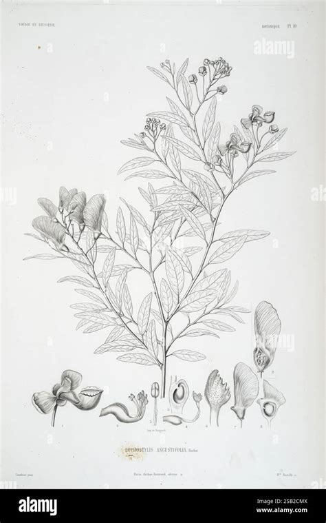 Illustration botanique du chou-fleur, montrant sa structure florale dense
