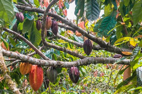 Grains de cacao sur un arbre