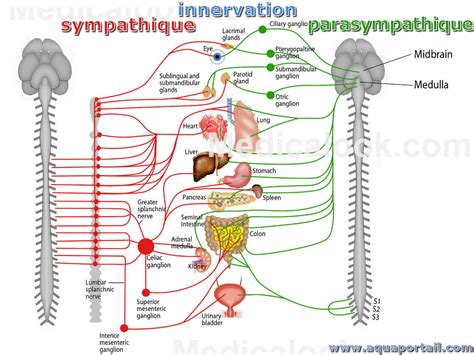 Schéma des systèmes nerveux sympathique et parasympathique