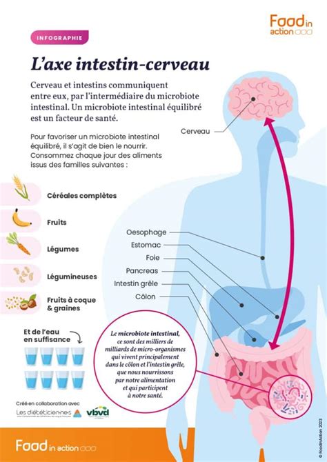 Diagramme illustrant l'axe intestin-cerveau et ses connexions