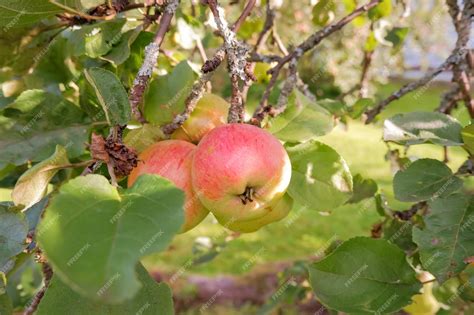 Pommes mûres dans un verger