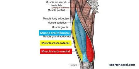 anatomie cuisse muscles diagramme clair