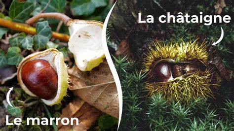 schéma différenciant châtaigne et marron