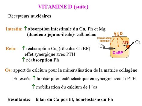 Schéma absorption calcium et vitamine D chez l’enfant