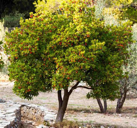 Arbousier en fruit