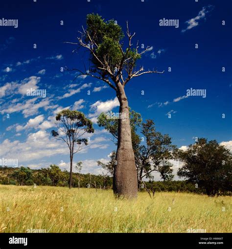 Arbre bouteille australien