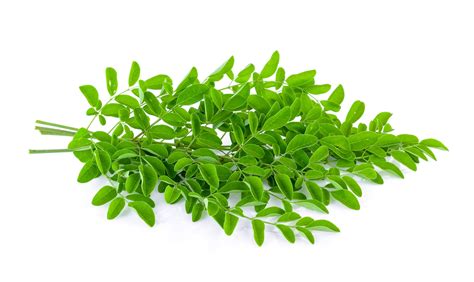 Feuilles de Moringa Oleifera