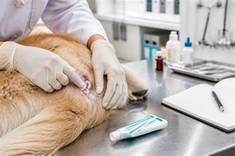 aires de dosage et précautions vétérinaires