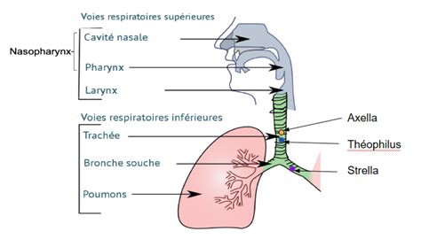 Schéma des effets du menthol sur les voies respiratoires et la fraîcheur de l’haleine