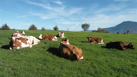 Prairie du Mézenc avec des vaches