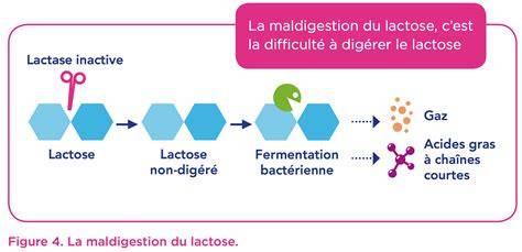 schéma de digestion du lactose et rôle de la lactase