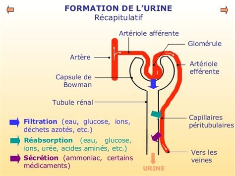 Schéma du cycle d'élimination rénale du glycopyrronium
