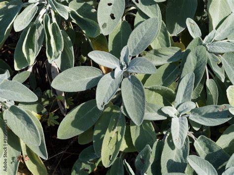 plan rapproché feuilles de sauge et zeste de citron
