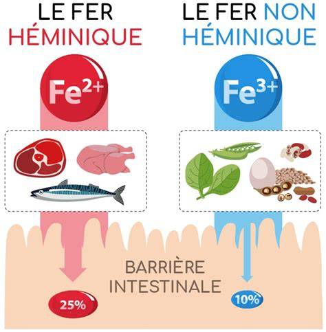 Illustration: schéma des deux formes de fer et leur absorption dans l’organisme