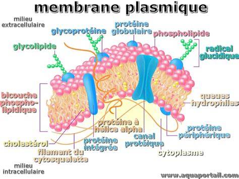 schéma_proteines_fromage_blanc