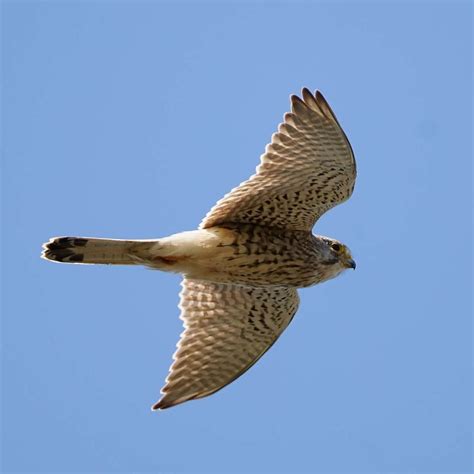 rapaces et ailes en vol interpretation