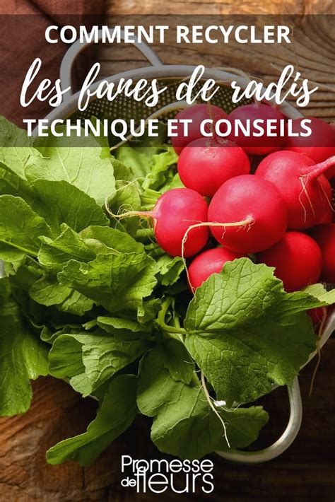 Infographie: Comment utiliser les fanes de radis dans différentes recettes anti-gaspillage