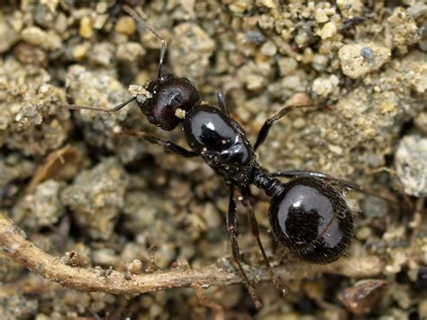 Larve de Messor barbarus