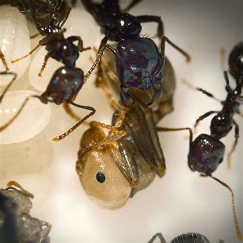 Nymphe de Messor barbarus