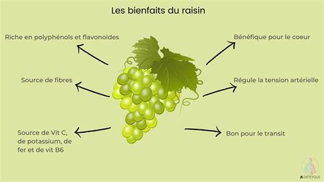 Infographie sur les composants du raisin: eau, fibres, potassium, polyphénols