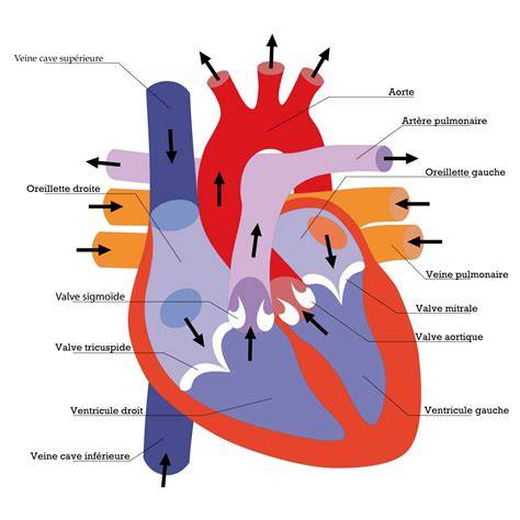 Schéma: actions des proanthocyanidines sur le système cardiovasculaire