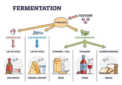 Infographie: Schéma du parcours chimique du glucose dans la fermentation bière