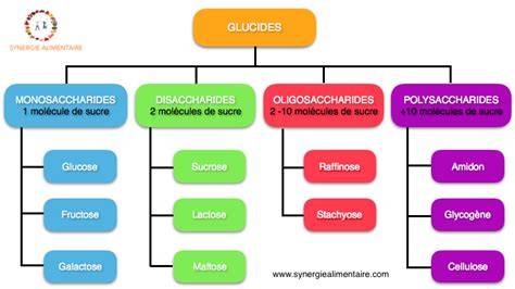 Diagramme des types de sucres fermentescibles et non fermentescibles dans la bière
