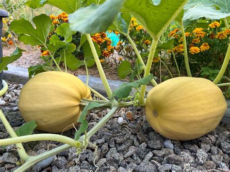 Plante de courge spaghetti avec ses fruits