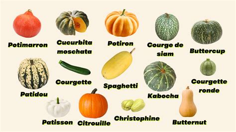 Courge amère et courge comestible côte à côte