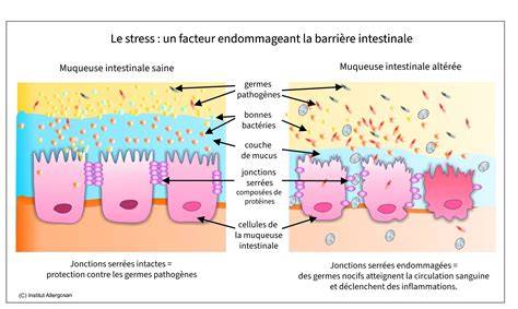 Infographie: Barrière intestinale et jonctions serrées