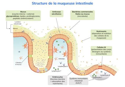 Schéma de l’écosystème intestinal: muqueuse, flore et immunité