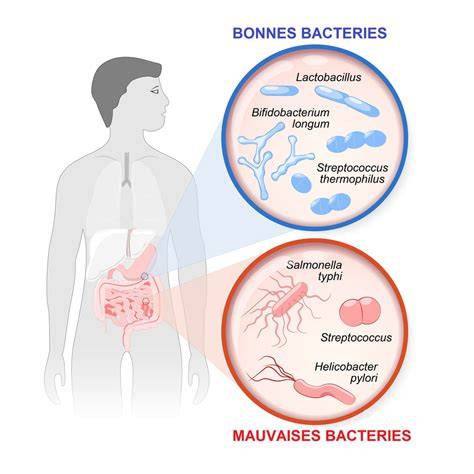 schéma intestinal et probiotiques