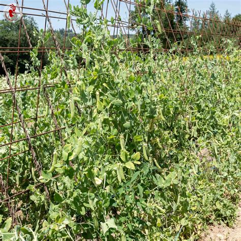 Illustration des différentes variétés de pois : à écosser, mange-tout, ridé, rond