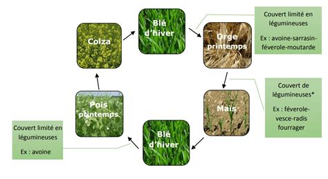 Schéma montrant les bonnes associations de cultures pour les petits pois