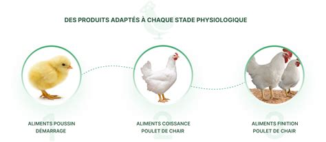 illustration alimentation poulets et phases de croissance